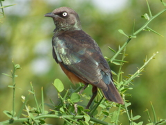 Lamprotornis pulcher