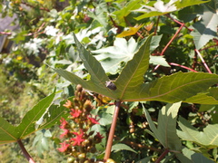 Ricinus communis