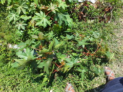 Ricinus communis