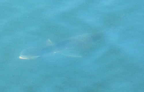 iNaturalist observation photo of Ray-finned Fishes