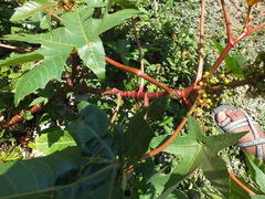 Ricinus communis
