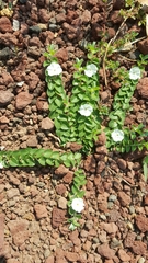 Evolvulus prostratus