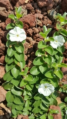 Evolvulus prostratus