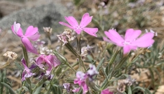 Phlox woodhousei