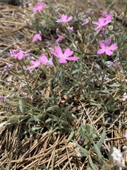 Phlox woodhousei