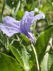 Ruellia tuberosa