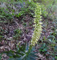 Digitalis micrantha