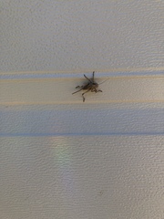 Atlanticus testaceus