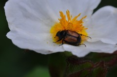 Chasmatopterus