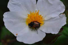 Chasmatopterus