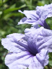 Ruellia tuberosa