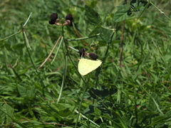 Coliadinae