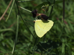 Coliadinae