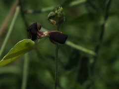 Macroptilium atropurpureum