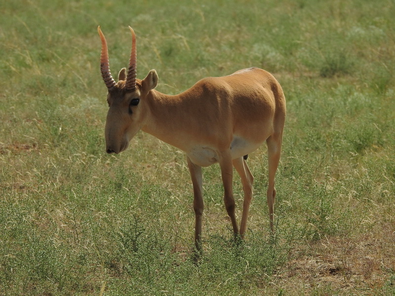 Saigas