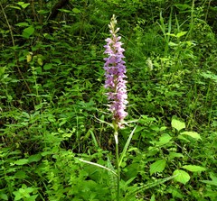 Dactylorhiza saccifera