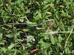 Pieridae