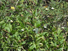 Pieridae