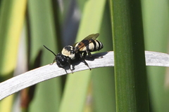 Triepeolus concavus