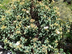 Cistus populifolius