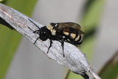 Triepeolus concavus