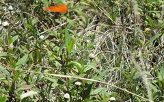 Dione vanillae