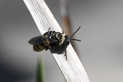 Triepeolus concavus