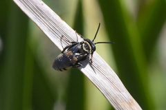 Triepeolus concavus