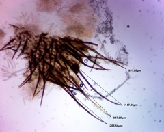 Scutellinia vitreola
