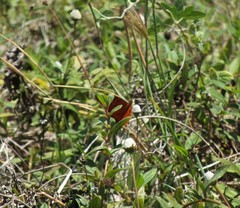 Dione vanillae