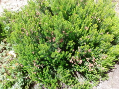 Erica australis