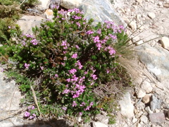 Erica umbellata