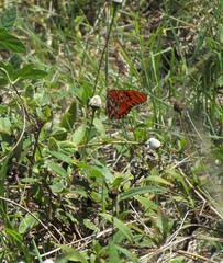 Dione vanillae