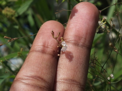 Boerhavia erecta
