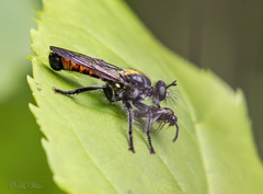 Laphria index