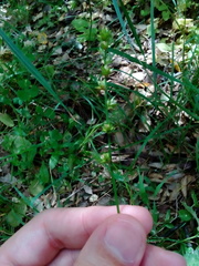 Carex divulsa divulsa