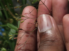 Boerhavia erecta