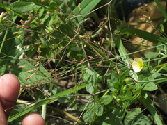 Boerhavia erecta