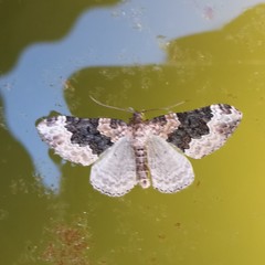 Epirrhoe galiata