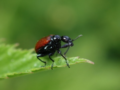 Compsapoderus erythropterus