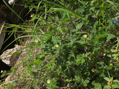 Kallstroemia