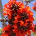 South African Coral Tree - Photo (c) Erin and Lance Willett, some rights reserved (CC BY-NC-ND)