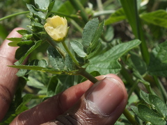 Kallstroemia
