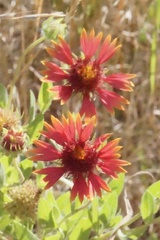 Gaillardia amblyodon