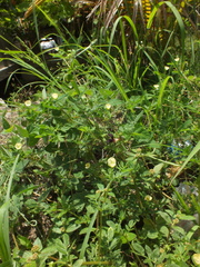 Kallstroemia