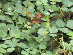 Polistes crinitus