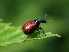 Compsapoderus erythropterus