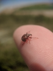 Himatolabus pubescens