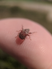 Himatolabus pubescens