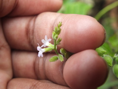 Priva lappulacea
